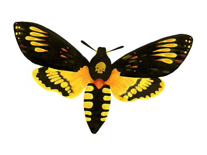 Why the moth logo?